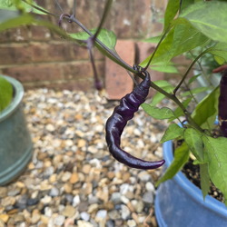 Chilli 2026