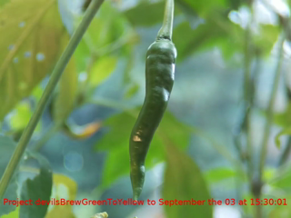 DevilsBrewGreentoYellow