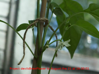 devilsBrewFlowToChilli